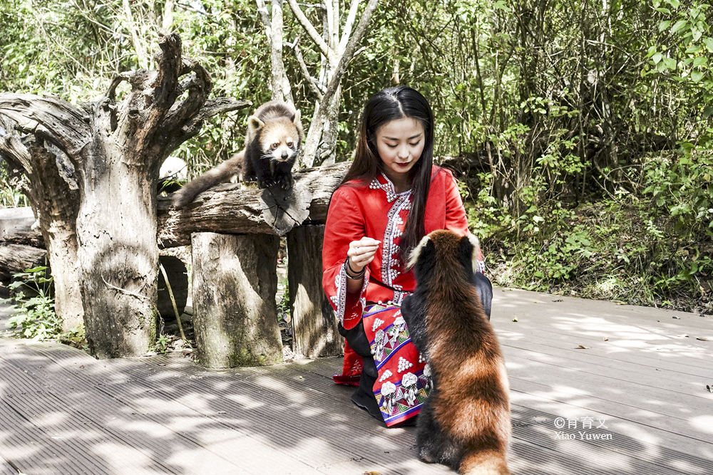 在云南普洱有萌萌的小熊猫，还有神秘的绿三角，是最耀眼的珍珠