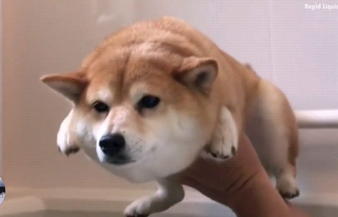網友帶柴犬去洗澡，結果它變成了「烏龜」，主人也笑翻了 寵物 第4張