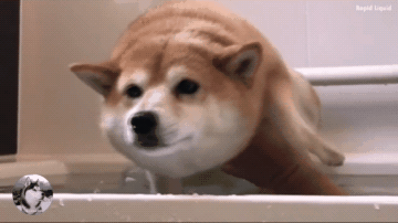 網友帶柴犬去洗澡，結果它變成了「烏龜」，主人也笑翻了 寵物 第8張