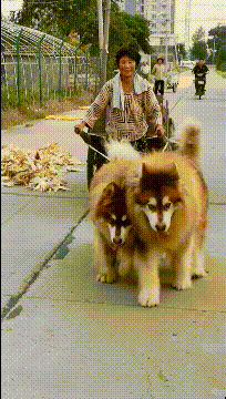 搞笑GIF趣图:大妈，有了这两条狗子开道，天下皆可去得！_真想