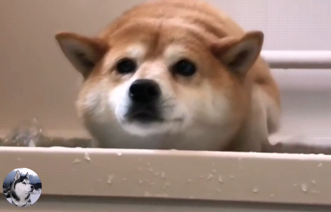 網友帶柴犬去洗澡，結果它變成了「烏龜」，主人也笑翻了 寵物 第5張