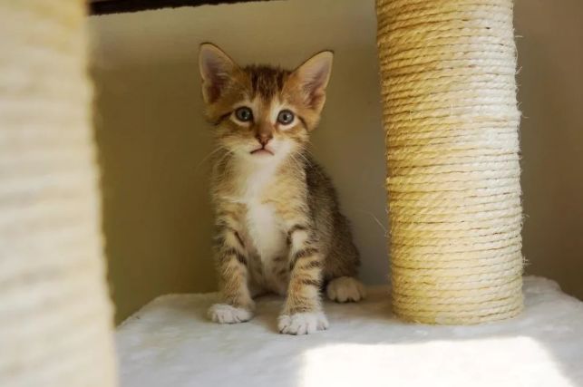 自从它来了以后,收容所的猫咪就常常被放出来