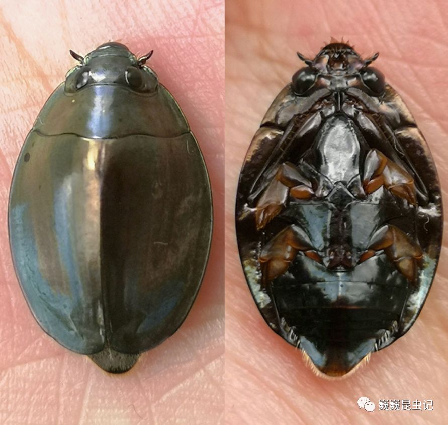 现生的豉甲科中包括了3个亚科:spanglerogyrinae,heterogyrinae和gyr