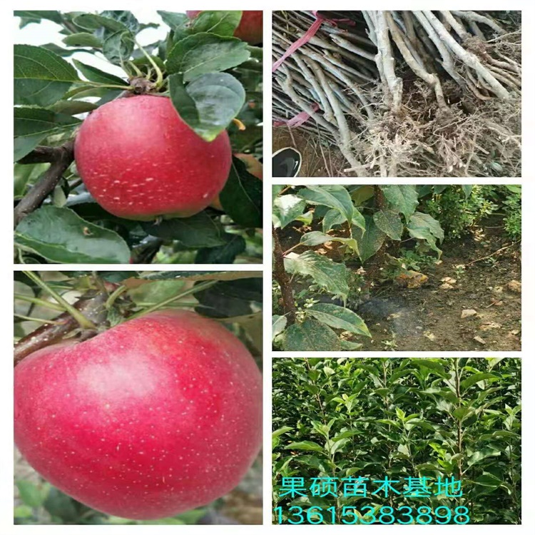 鲁丽苹果苗你了解吗鲁丽苹果苗种植时间鲁丽苹果品种介绍