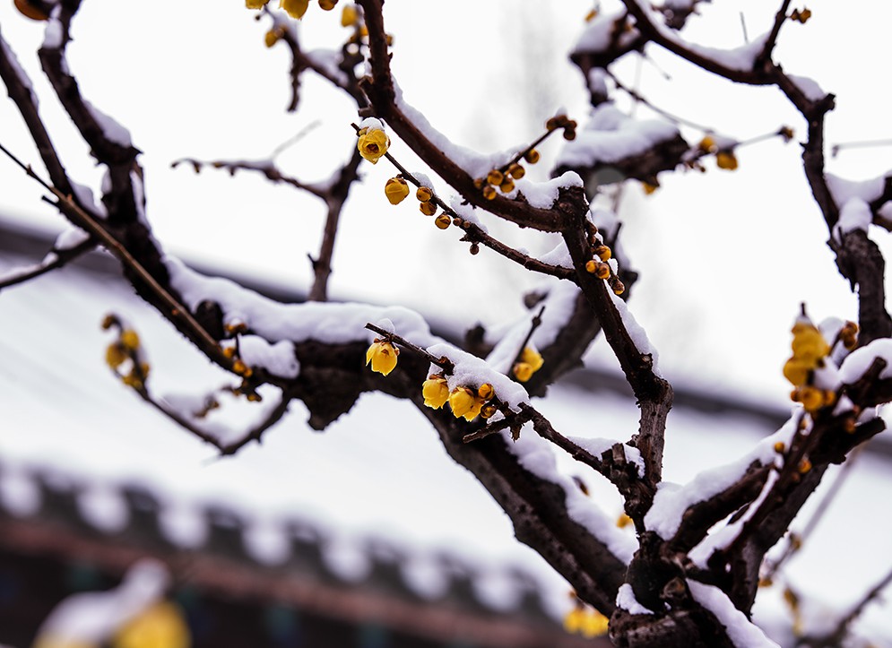 梅花泥土猜成语_泥土卡通图片