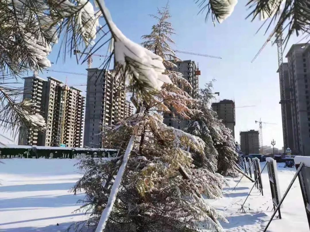 下雪刮风大降温,冷艳绝伦!