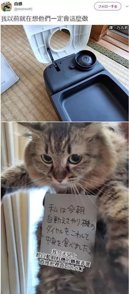 推主家的猫把自动喂食器拆开，为了惩罚它，于是给挂了这么一个牌！