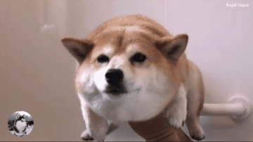 網友帶柴犬去洗澡，結果它變成了「烏龜」，主人也笑翻了 寵物 第7張