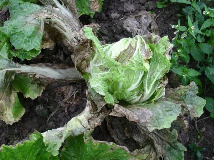 超全19种大白菜病虫害大汇集46张高清图