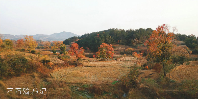 白居易的【秋思】曾写道:从路途当中的路面可以看出大悟对"红叶"旅游