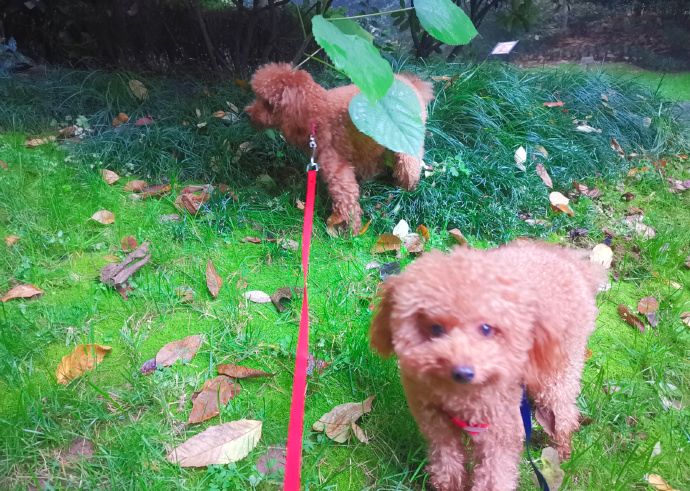 下雨了也要出去瘋，養了三隻不愛回家的狗子是一種怎樣的體驗？ 寵物 第1張