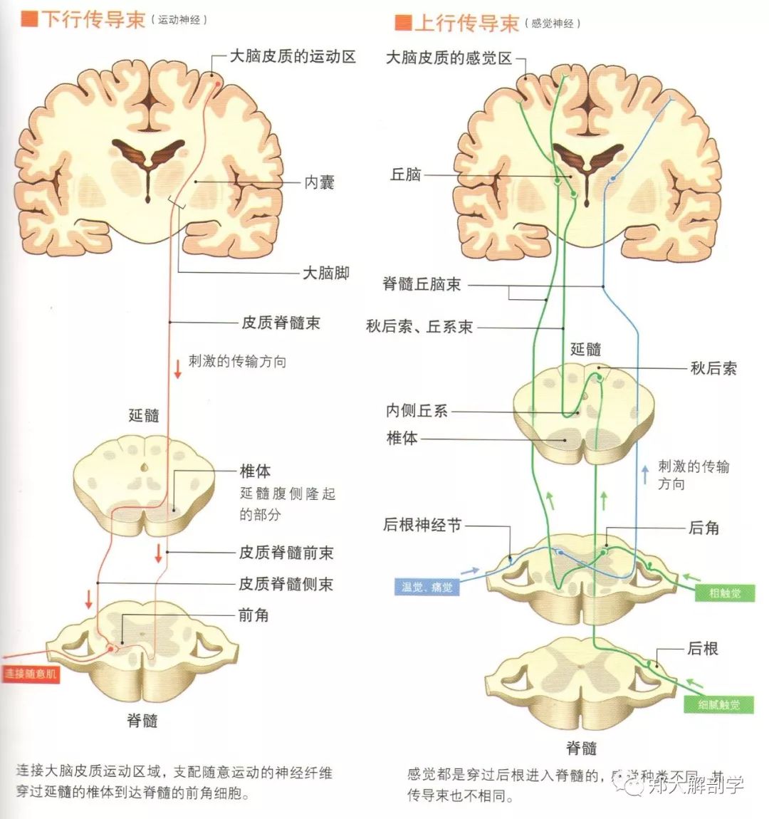 运动神经与感觉神经