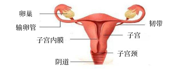 量与子宫内膜一样,受到卵巢功能的影响并随着月经周期出现周期性改变