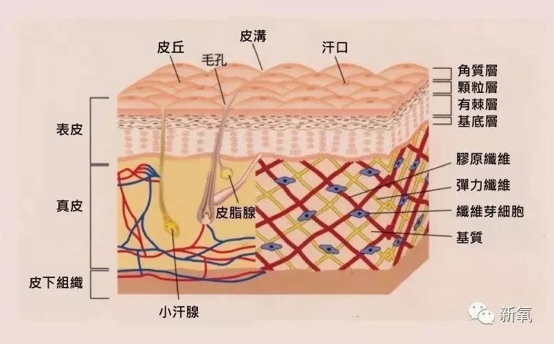 简单来说,皮肤从外到里是由表皮层、真皮层、皮下组织三部分组成。其中