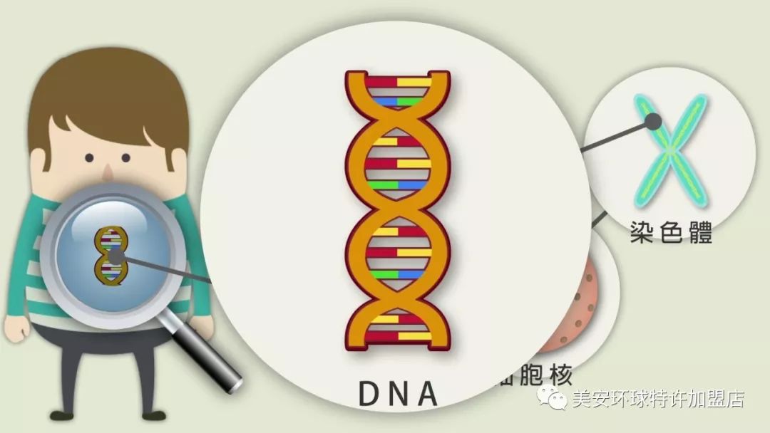 基因检测助您获得终身健康nutriphysicalgenesnpscreeninganalysisdna