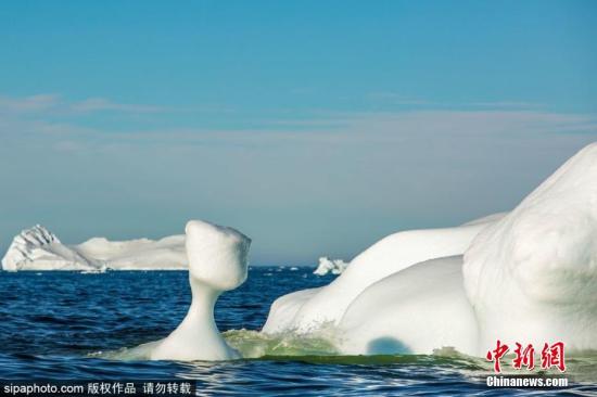 致命病毒侵袭海洋哺乳动物原因或是冰川融化？