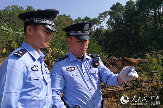 广西崇左民警在中越边境查获野生画眉350只