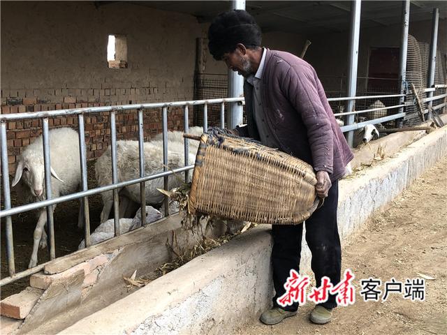 甘肃银行给他贷了两万元低息贷款,帮助他建羊圈,买羊