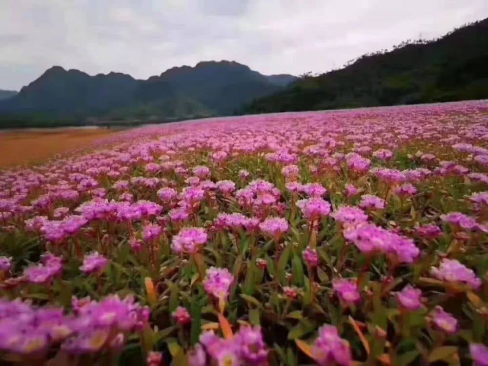 桂平紫荆人口_广西桂平紫荆山图