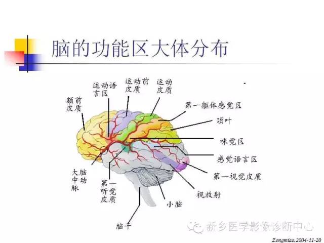 脑磁共振局部解剖功能图解