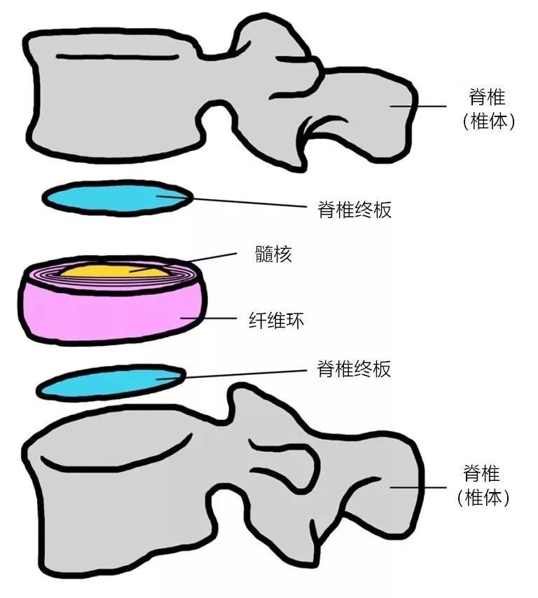 「运动康复」腰椎间盘突出改善训练