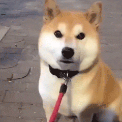 表情这头猪怎么长得这么像猫宠物表情包