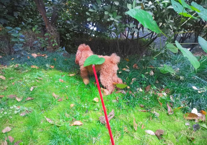 下雨了也要出去瘋，養了三隻不愛回家的狗子是一種怎樣的體驗？ 寵物 第5張