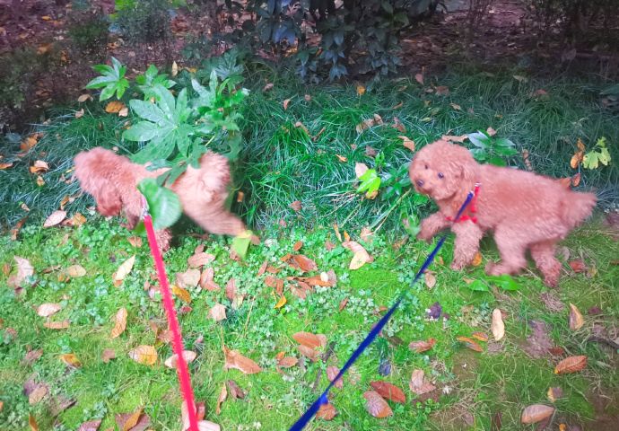 下雨了也要出去瘋，養了三隻不愛回家的狗子是一種怎樣的體驗？ 寵物 第4張