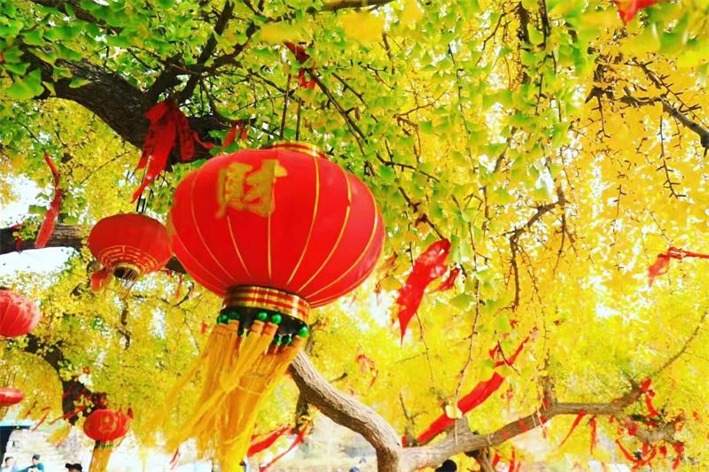 河南卫辉:银杏叶黄,游客疯狂(图6)