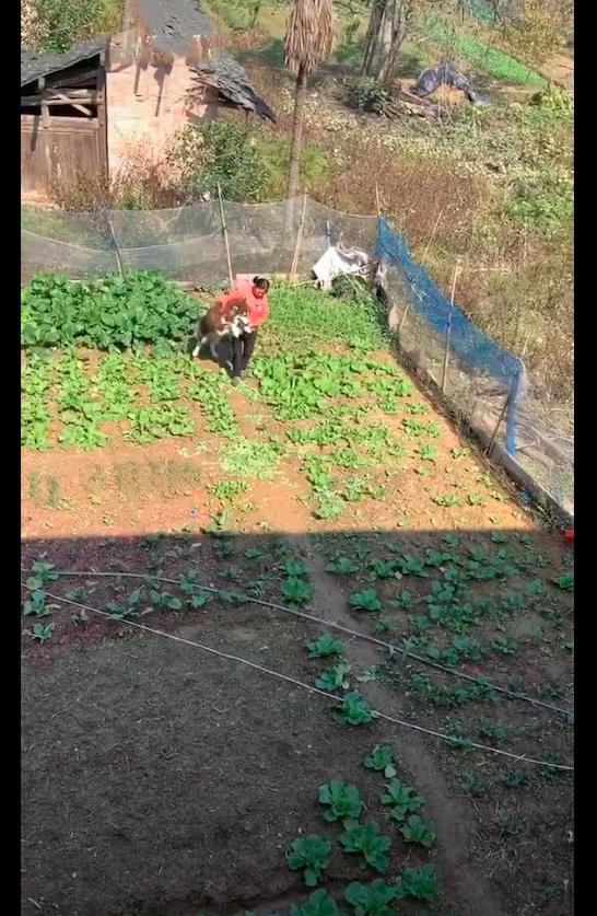 網友帶阿拉斯加到鄉下，它卻跑進菜園玩，最後媽鎖它喉才拉了出來 寵物 第1張