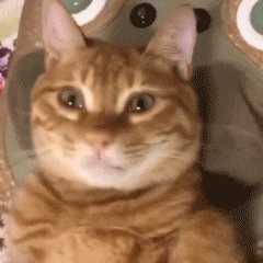 表情| 这头猪怎么长得这么像猫?(宠物表情包)