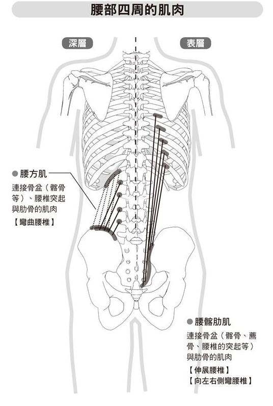 ④背部的肌肉 ⑤肩胛骨四周的肌肉