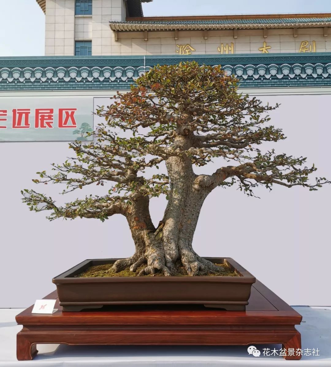 չ챨2019辰չɹٰ