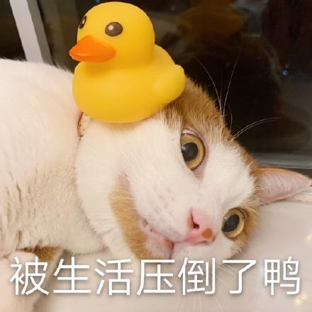 猫咪表情包合集|小小的眼睛,大大的疑惑