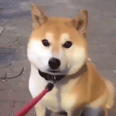 壁纸 动物 狗 狗狗 240_240 gif 动态图 动图