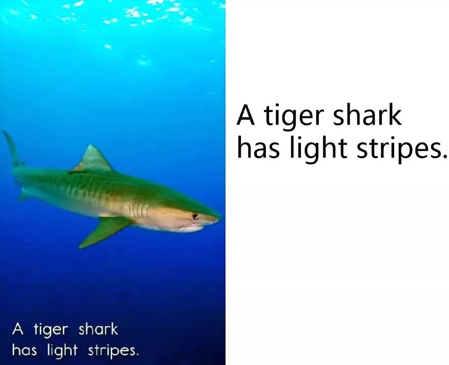 a tiger shark has light stripes.