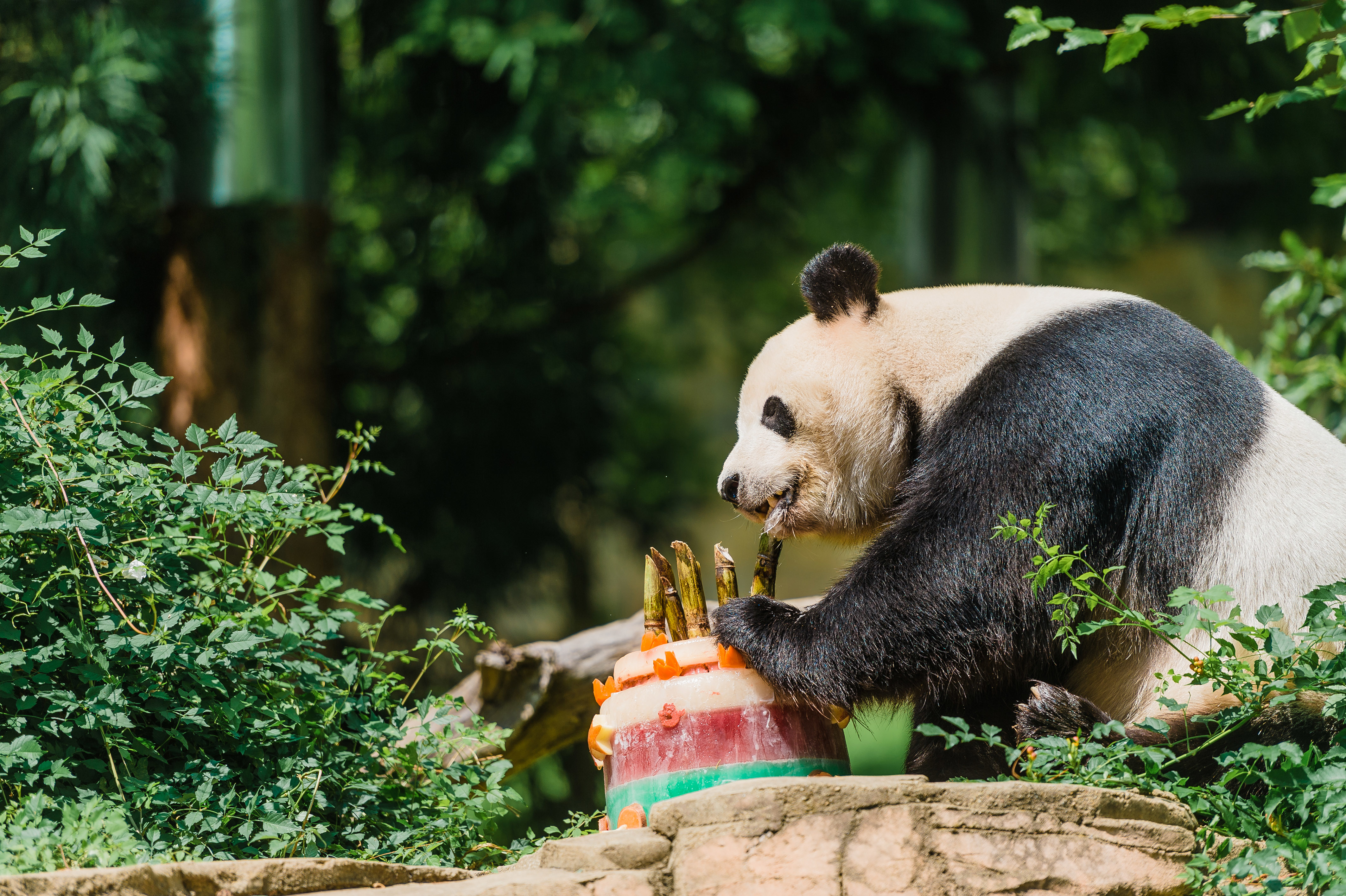 旅美大熊猫“贝贝”将回国欢送活动启动