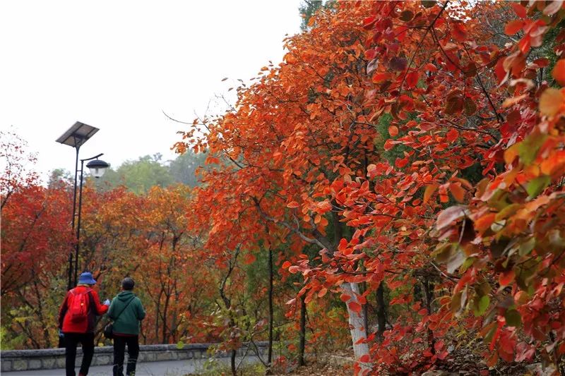 秋末冬初,济南千佛山风景区内的红叶美景吸引着众多市民游客在此流连