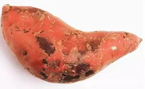 红薯防癌护心还通便，保健功效多！但这种红薯吃不得，小心会中毒