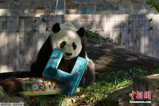 旅美大熊猫“贝贝”回国欢送活动启动