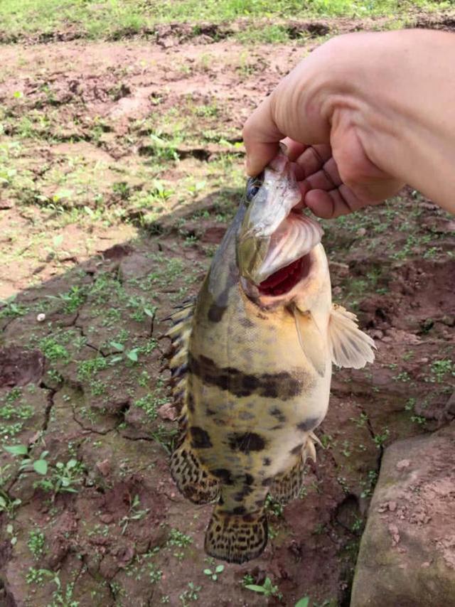 手竿也能钓到鳜鱼?钓鱼人非要这么干,我有两种方法_泥鳅