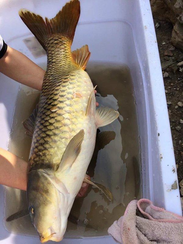 现在怎么钓十几斤的鲤鱼 450489bc3f4645f78b2345035a6f7b6e.jpeg