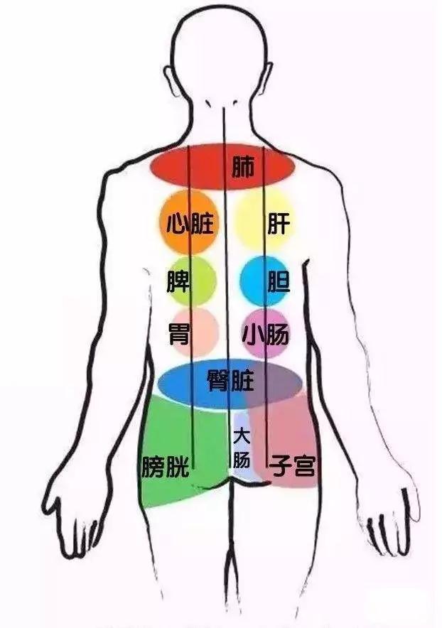 对应区,如: 背上部对应肺和心脏; 背下部对应脾,胃,肝,胆; 腰部对应肾