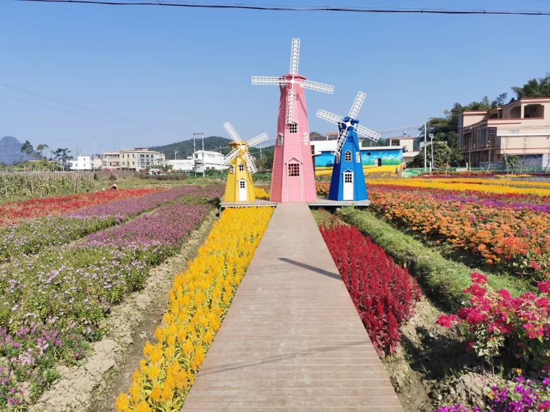 阳春市首届乡村旅游节也将于2019年11月13至16日在阳春市春湾镇高村