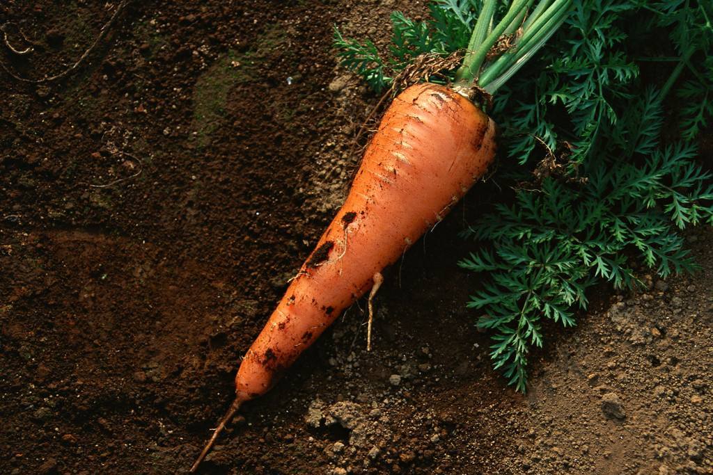 原本长在土里的胡萝卜,在被卖的时候表面没有土,这是为什么?