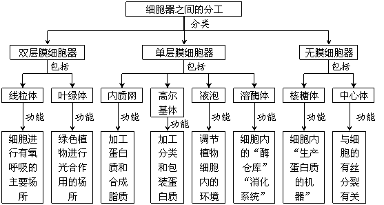 各节子概念图:二,本章总概念图次要:健那绿,细胞器膜染色质,核仁,核孔