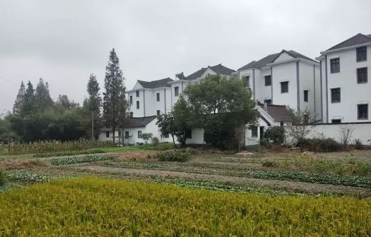 美丽乡村建设高水平推进农村住房建设试点打造金平湖江南水乡民居典范