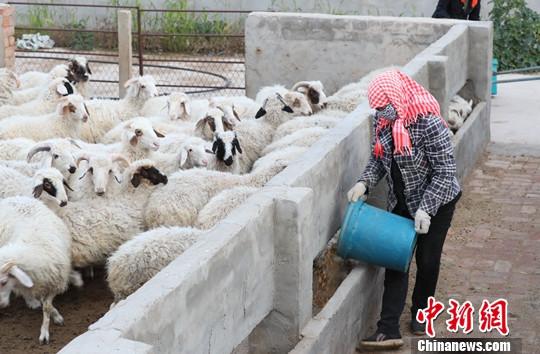 乌鲁木齐海关助力新疆首批进口羊冻精投放畜牧市场