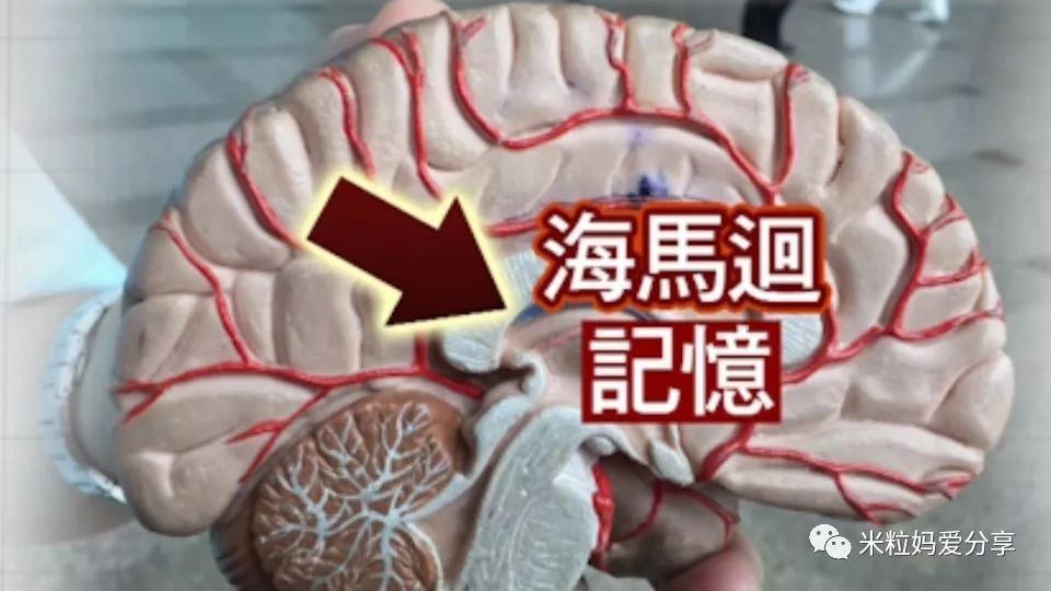 #米粒妈频道#原创缺乏这种营养元素，小心孩子智商低！