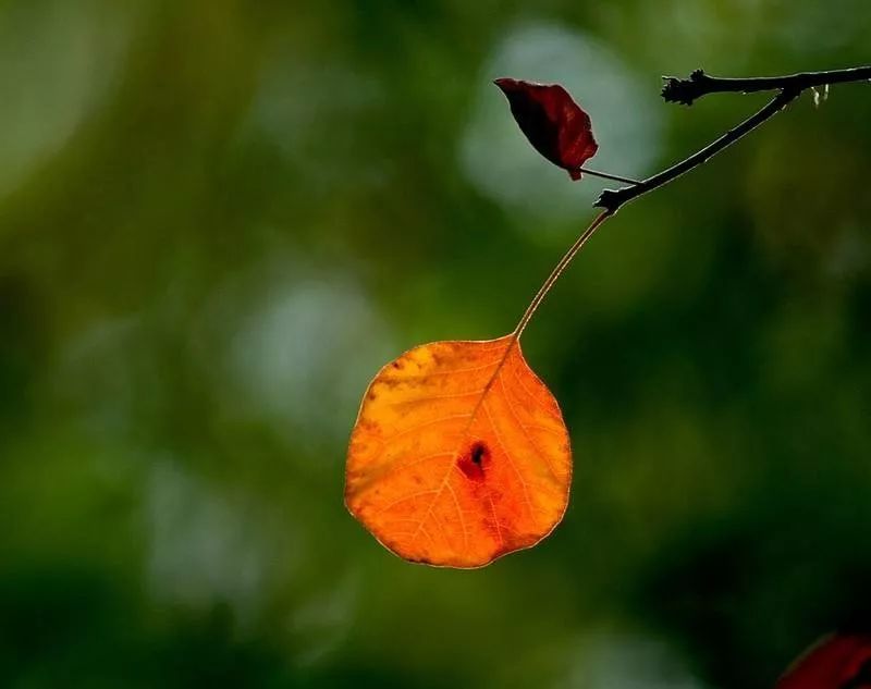 【云天社@甘肃分社】如约而至的黄蝴蝶 (外一